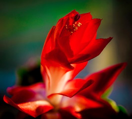 Red flower ring