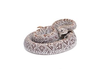 Crotalus pifanorum