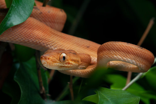 Corallus hortulanus