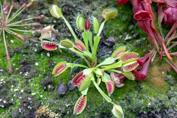 Plantes carnivores en Australie à Sydney