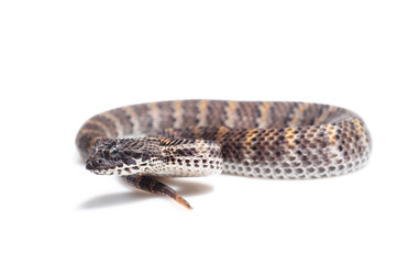 Acanthophis rugosus