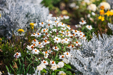 Summer flower garden with daisy flowers and silver ragwort plants