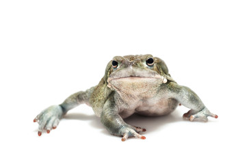 toads