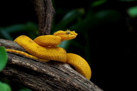 Bothriechis schlegelii