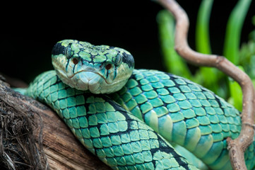 Trimeresurus trigonocephalus 