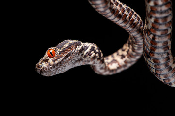 Trimeresurus honsonensis
