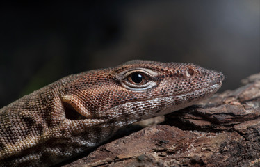 Varanus tristis orientalis