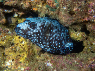 Guineafowl Puffer (Arothron meleagris)
