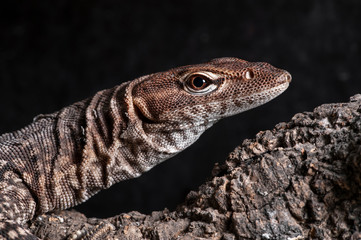 Varanus tristis orientalis