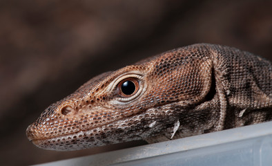 Varanus tristis orientalis
