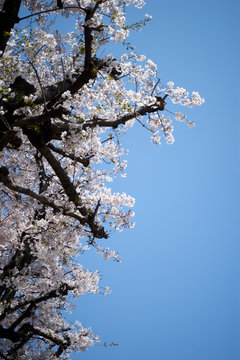 桜（ソメイヨシノ）・縦写真