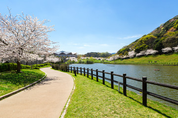 北九州中央公園の桜　北九州市