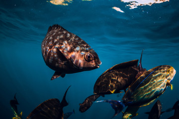 Underwater wild world with school of fish in blue ocean
