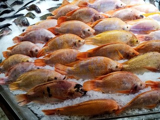  Many fresh sea fish are sold at seafood restaurants.43