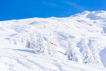 Obraz premium Winter landscape with snow covered trees and Alps in Seefeld in the Austrian state of Tyrol. Winter in Austria