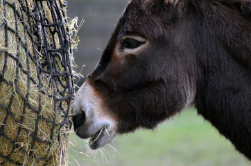 Fototapeta premium hungriger Esel