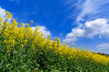 Obraz premium [花]菜の花畑と青空
