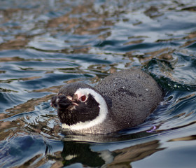 Fototapeta premium Wet Pingu