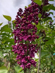 lilas couleur lie-de-vin 