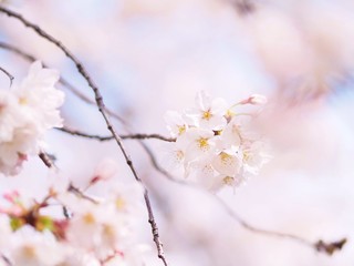 桜　ソメイヨシノ