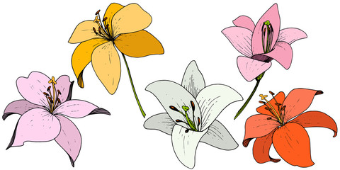 Vector Lily floral botanical flower. Engraved ink art on white background. Isolated lilium illustration element.