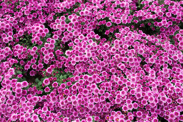Fototapeta premium Purple flowers background. Natural Chrysanthemum flowers in the garden texture