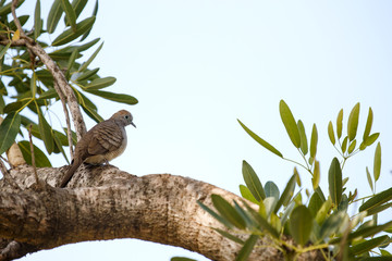 small dove is sitting on tree branch