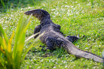 Voranus or Damn is walking on green grass