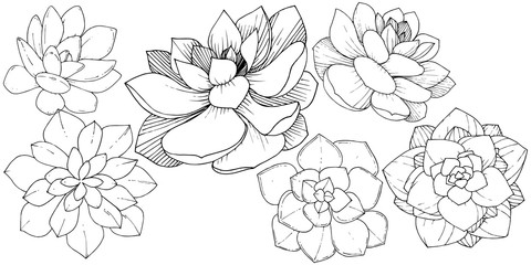 Vector Succulents floral botanical flower. Black and white engraved ink art. Isolated succulents illustration element.