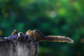 squirrel is eating banana on fence