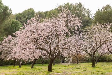 almond blossom in one of the parks of Madrid