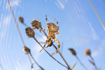 A spider web in nature background. spider caught a fly. spider web with spider and its prey