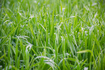 beautiful landscape of a green grass with water drops and shallow depth of field