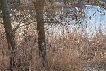 Ufer eines Sees während eines Winter Sonnenuntergangs mit einem Baustamm und Schilf, Deutschland