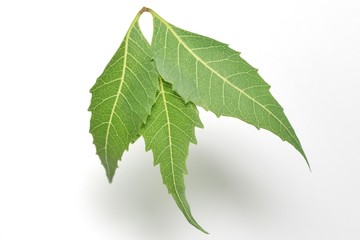 Medicinal neem (Azadirachta indicia) leaves over isolated white background