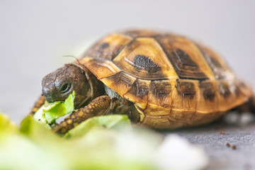 Hermann's tortoise - Testudo hermanni