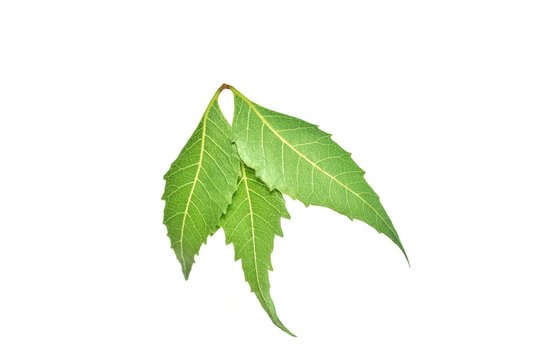 Medicinal neem (Azadirachta indicia) leaves over isolated white background