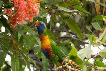 rainbow lorikeet in a blooming tree
