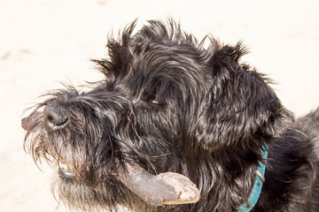 dog with a stick running along the beach, puppy playing near the sea