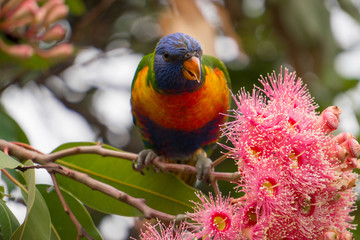 rainbow lorikeet in a blooming tree