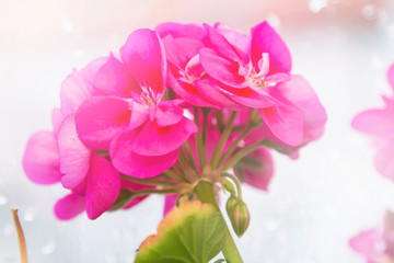 closeup of pink geraniums in the window