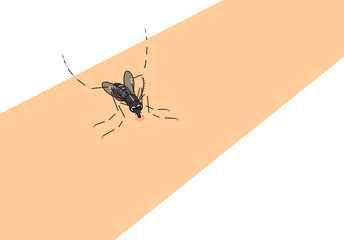 蚊　mosquito