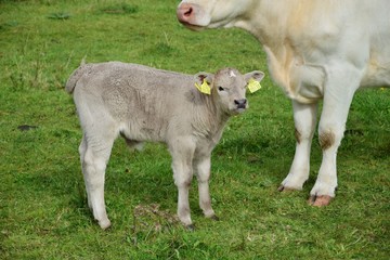 Obraz premium A young calf in Ireland.