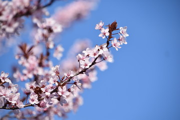 Zweig mit rosa Blüten