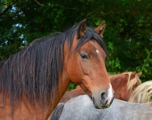 Portrait of a beautiful bay horse in Ireland.