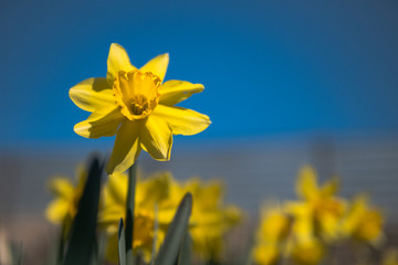 Fototapeta premium strange eight-petal daffodil, yellow daffodil against a blue sky