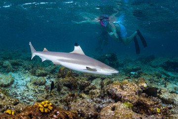 Man snorkeling with the blacktip reef shark (Carcharhinus melanopterus) in tropical sea