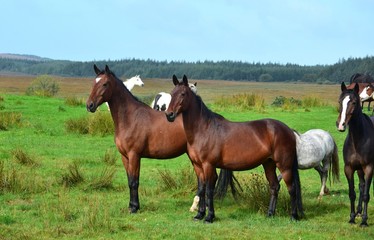 Horses on a meadow in Ireland.