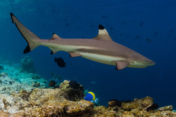 Obraz na płótnie Canvas Blacktip reef shark (Carcharhinus melanopterus) swims along the reef edge in the tropical sea