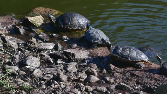 Water turtles in the sun Sardinia Tourism 4K video